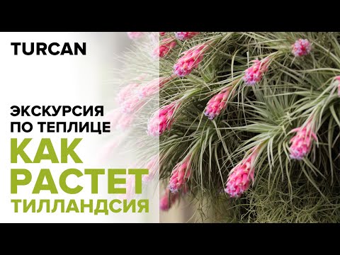 Видео: Как растет тилландсия. 50 видов воздушных растений | Прямой эфир 14.07.2020