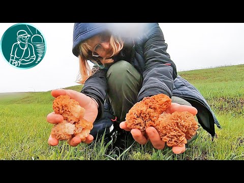Видео: 🍄 Прогулка за степными сморчками 🌼 Все самое интересное началось по дороге домой