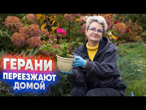 Видео: Герани переезжают домой