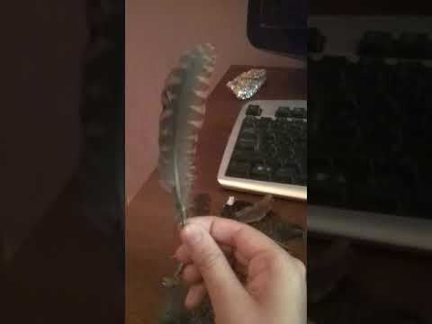 Видео: Коллекция перьев
