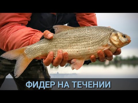 Видео: Речной фидер. Рыбалка 2025. Поклёвки на фидер.