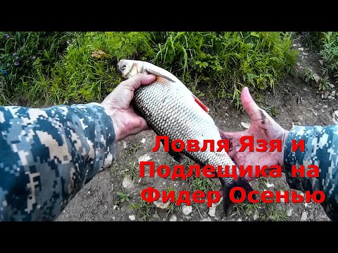Видео: Ловля Язя и Подлещика на Фидер Осенью - Видео Рыбалка