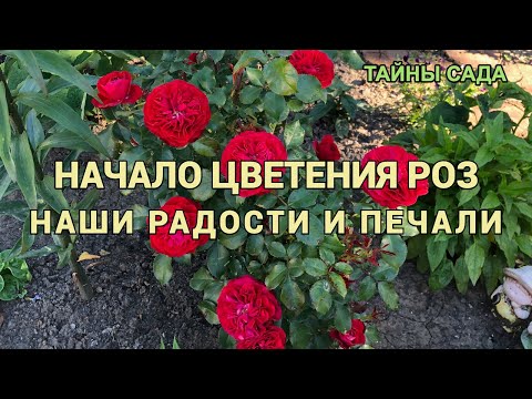 Видео: Розы в нашем саду. Первое цветение роз. Сорта роз. Мой скромный результат. Розы 2021 года.