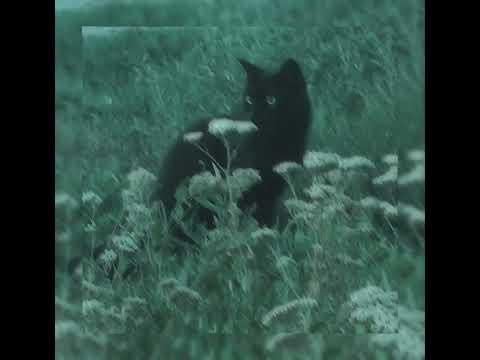 Видео: Макс Барских-Туманы(speed up)