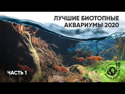 Видео: Лучшие биотопные аквариумы 2020 года. Часть 1 #BADC2020