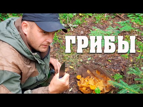Видео: Погоды нет, зато грибов косой коси ☔