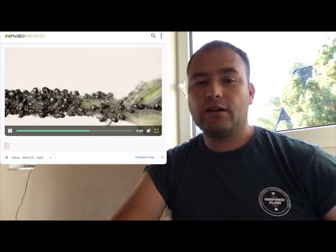 Видео: Черная тля или бахчевая тля. Как убрать тлю.