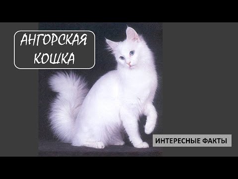 Видео: АНГОРСКАЯ КОШКА🐈/Кошки/Животные/Интересные факты