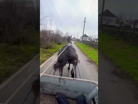 Видео: Орловский рысак , ездить одно удовольствие