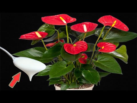 Видео: Вылейте это в корни! Даже самое слабое растение цветет бесконечно