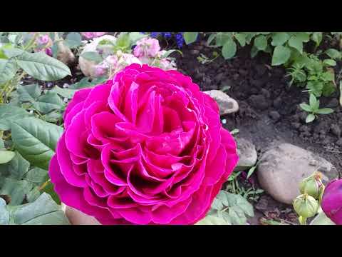 Видео: Буйство красок наших любимых роз!!!!!💖🌹👍🤗Цветение продолжается!!!!!