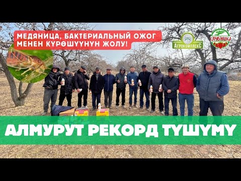 Видео: Алмуруттан рекорд түшүм алган жыл. Илимге ыктоонун пайдасы