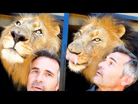 Видео: Я так люблю этих ЛЬВОВ! | Заклинатель львов