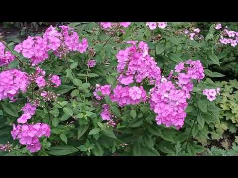 Видео: Такого вы точно еще не видели! В гости в новый сад!