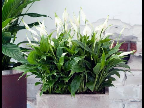 Видео: Гулдөр жөнундө маалымат ☺🤩