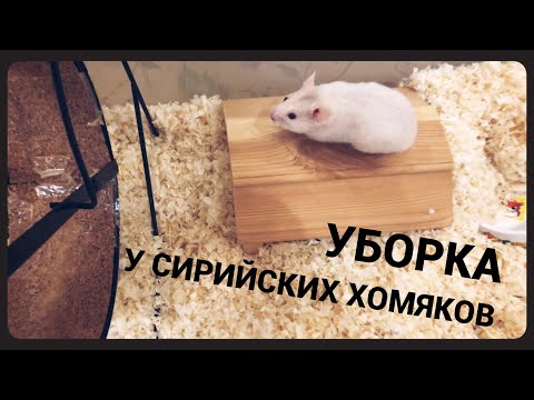 Видео: Ежедневная уборка у сирийских хомяков Стеллы и Хлои + кормление