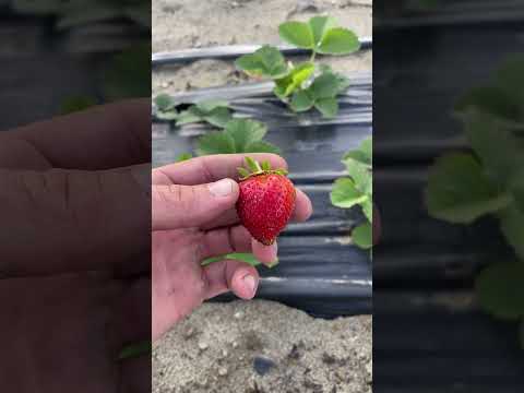 Видео: #чаморатуруси