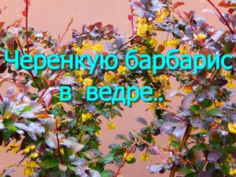 Видео: КАК  ЧЕРЕНКОВАТЬ  БАРБАРИС..