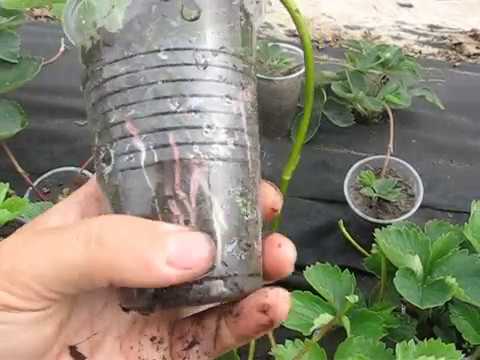 Видео: Супер способ размножения клубники.