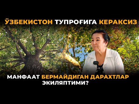 Видео: Ўзбекистон иқлимига мос бўлмаган дарахтларни кўпайтириш кимга керак бўлди?