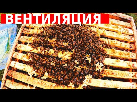 Видео: под снегом будем зимовать с подушкой/Зимовка пчёл на воле 2022