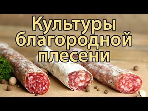 Видео: Культуры благородной плесени