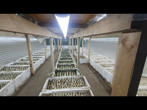 Видео: Тюльпаны в 2022г Первые проблемы. Расслабился.