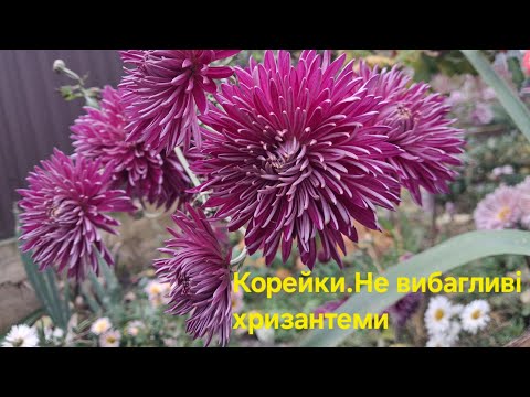 Видео: До кольору,до вибору...Хризантеми корейки.Двадцять неймовірних сортів краси для вибору на весну