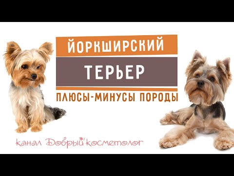 Видео: Йоркширский терьер - плюсы и минусы породы | Три килограмма счастья