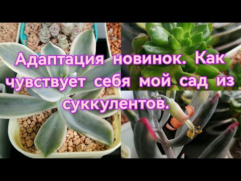 Видео: 🌺Адаптация новинок.🌺 Как чувствует себя мой сад из суккулентов. 💐Про отсыпку из диатомита. 🧡