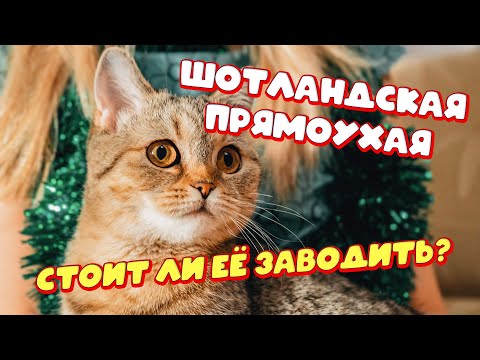 Видео: Шотландская прямоухая | Шотландская прямоухая кошка характер