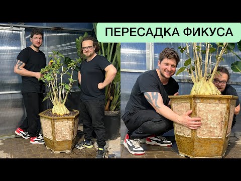 Видео: ПЕРЕСАДКА ГИГАНТСКОГО ФИКУСА ПАЛМЕРА В БОЛЬШОЙ КЕРАМИЧЕСКИЙ ГОРШОК ОТ ИВАНА ATTRACTIVE POT