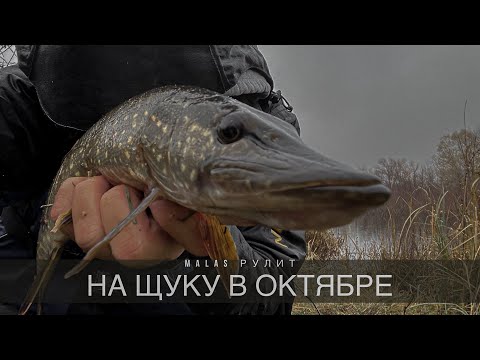 Видео: Ловля щуки на воблеры в октябре🎣 Lucky Craft Malas снова в топе💪