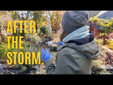 Видео: Уборка после шторма + хранение георгинов: уютный рабочий день в осеннем саду