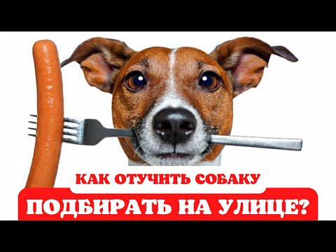 Видео: 🐕📝🐾 Как отучить щенка (собаку) подбирать на улице?