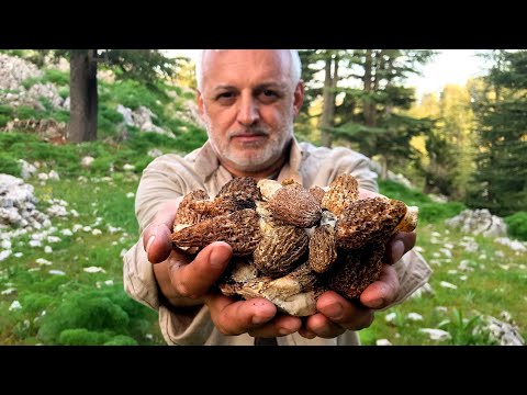 Видео: Охота на сморчки | Идеально готовим с друзьями в лесу