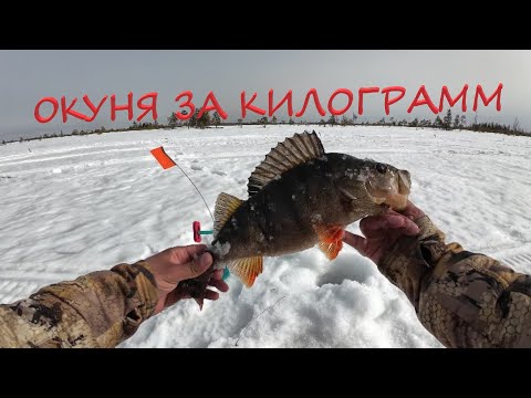 Видео: Приехали на озеро, а тут #ОКУНЯ как арбузы!!! #щуканажерлицы