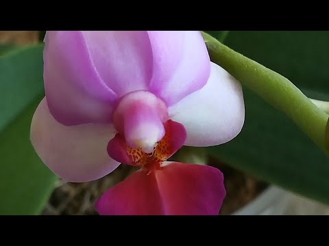 Видео: КОНЕЦ ИНТРИГЕ❣️... И ВСЁ - ТАКИ ЛЬЮИС БЕРРИ.. ❣️😍