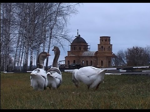 Видео: Богородские гуси.