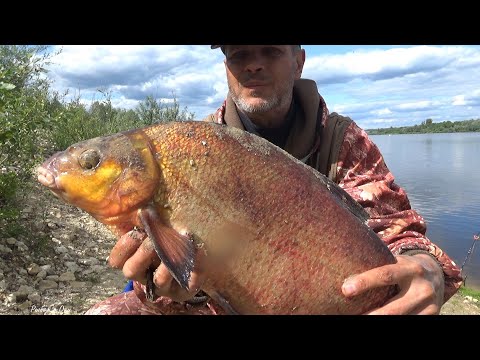 Видео: Когда ПЛОТВА больше БАТОНА или ТРОФЕЙНЫЙ ЛЕЩ на КУКУРУЗНОЕ САЛО! Рыбалка на Оке 2023!