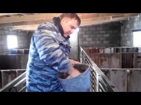 Видео: Бактерии для переработки свиного навоза  Свиньи на опилках  Опилочная подстилка