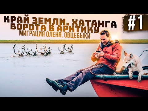 Видео: Край Земли. Ворота в Арктику. Хатанга. Миграция оленя через реку и овцебыки
