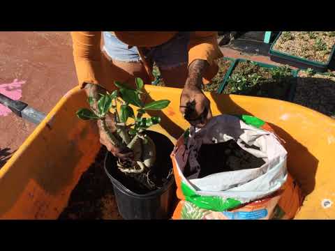 Видео: Наконец-то хорошая почва для наших пустынных роз