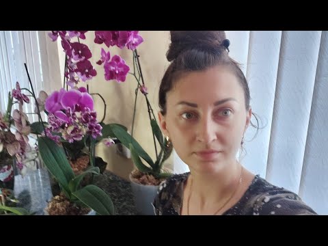 Видео: Как сделать так, чтобы орхидея ЦВЕЛА очень долго, мои СОВЕТЫ и СЕКРЕТЫ по УХОДУ