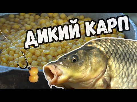 Видео: Ловля дикого карпа на реке! Как варить горох. Оснастка для ловли карпа на течении!