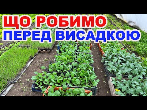 Видео: Як підготувати розсаду капусти та цибулі перед висадкою ?