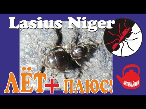 Видео: Муравьи Lasius Niger. Лет муравьев + плюс!