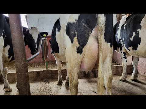 Видео: Заготовка сена и сорго 5-го урожая в Судане