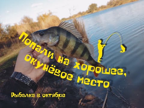 Видео: Бешенные, голодные окуни гнут спиннинг в дугу