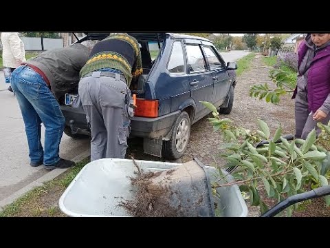 Видео: Хурма, Зизифус, Маракуя Північна!!! Будні Степана Михайловича!!!